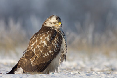 Myszolow (<i>Buteo buteo</i>)