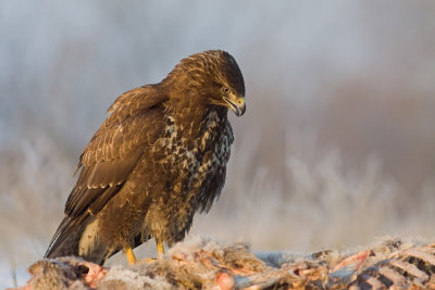 Myszolow (<i>Buteo buteo</i>)