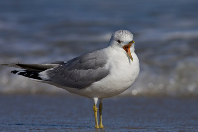 Mewa siwa (Larus canus)