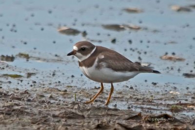 Plovers / Pluviers
