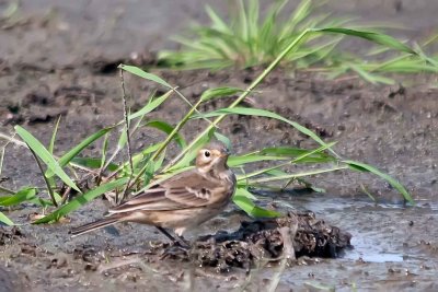 Pipits