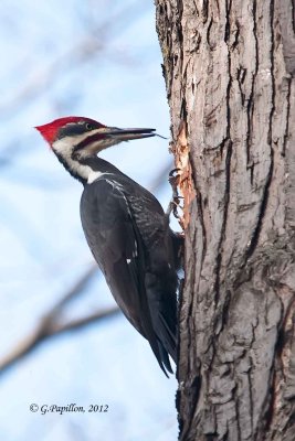 Woodpeckers / Pics
