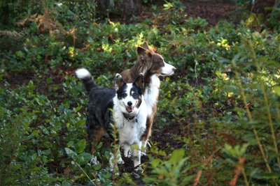 Molly 15 years & Max 4 years