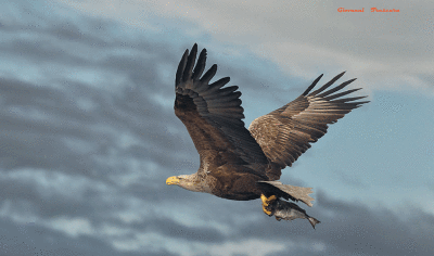 sea_eagle