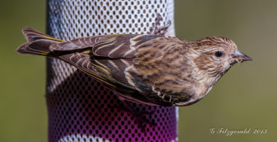 Pine Siskins