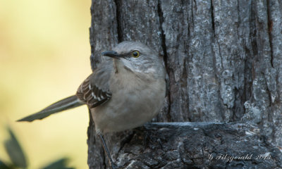 IMGP7104-3.jpg