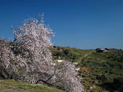 Almond blossom near Moclinejo