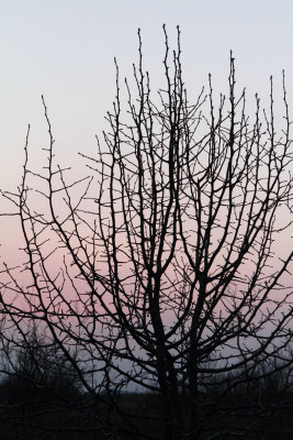 Branches After Sunset