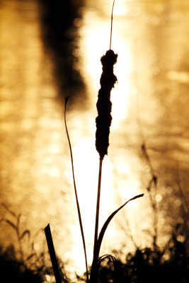 Cattail in the Light