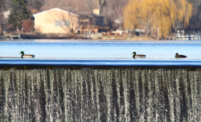 Ducks on a Dam