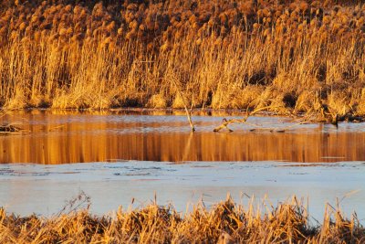 Ice Encroachment