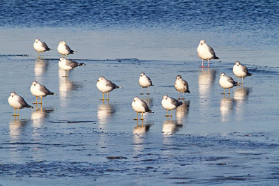 Gull Get Together