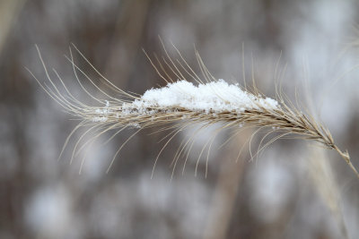 Snow on Seeds