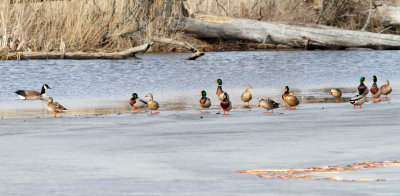 Waiting for a Goose to Go