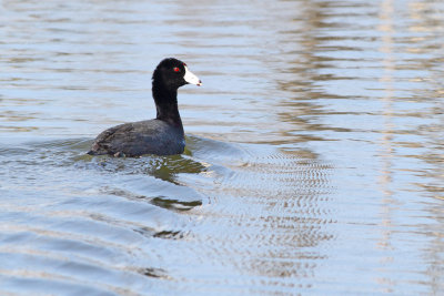 Enjoying Open Water