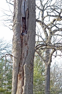 Tree House