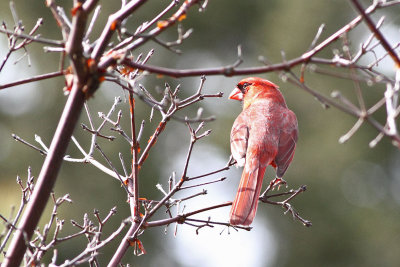 Red Bird in the Garden