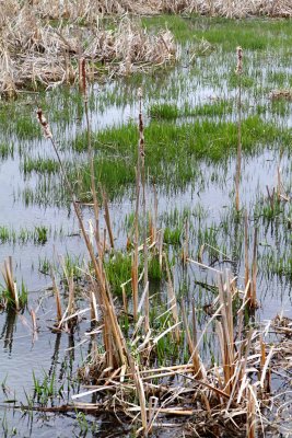 Wetland Renewal