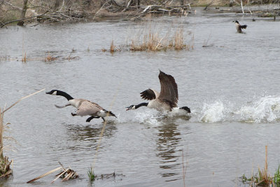 Wild Goose Chase