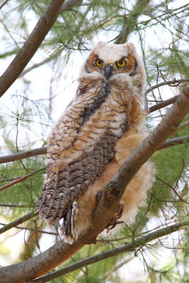 Owlet on a Limb