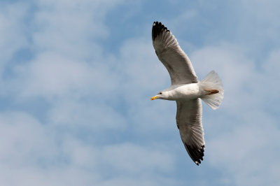 gaviotas_-_laridae