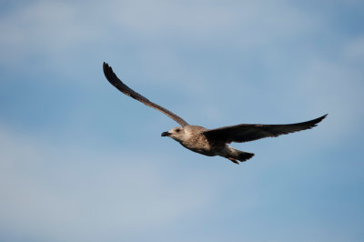 Gaviota-sombra-Larus-fuscus.jpg