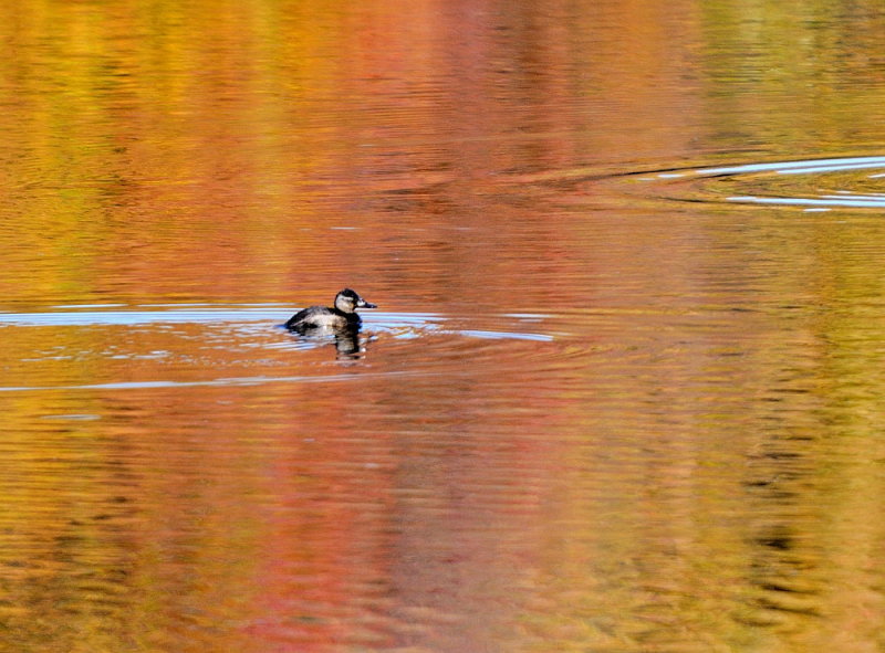 D33_7144.jpg