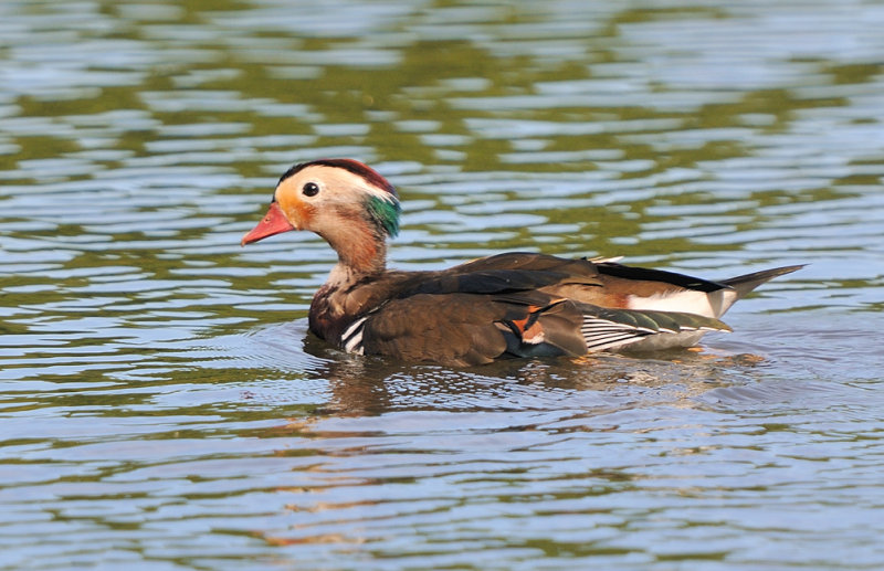 D33_5415.jpg