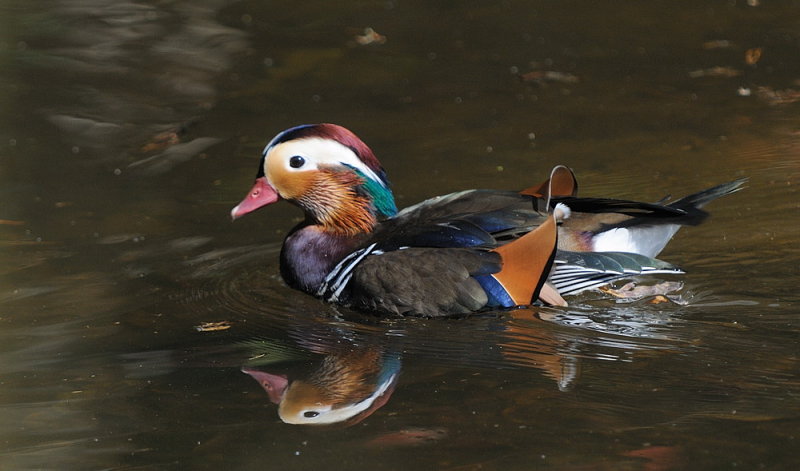 D33_5842.jpg