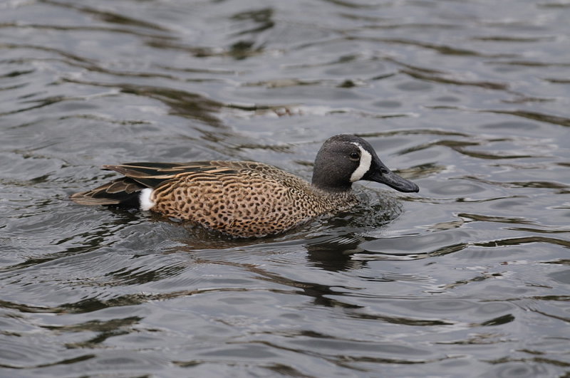 D34_8356.jpg