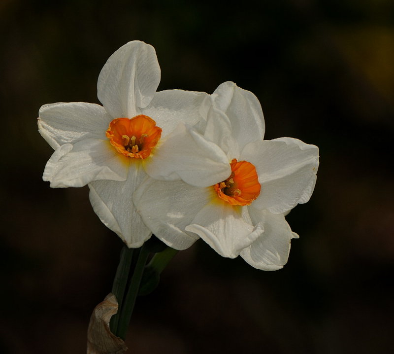 D34_9202.jpg