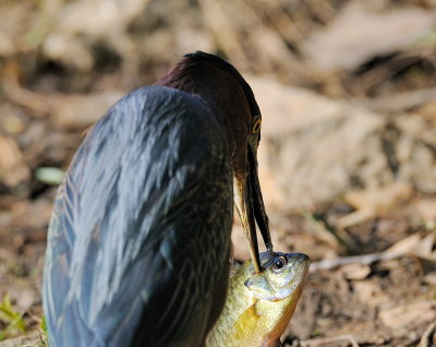 D35_0337.jpg