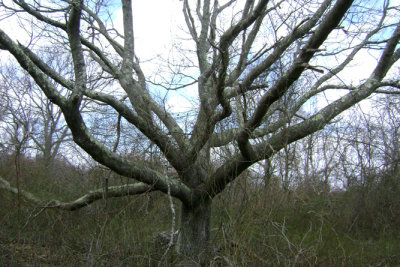 27-Intriquing-tree.jpg
