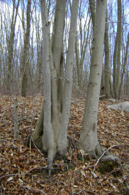 37-Five-trunk-Hakes-tree.jpg