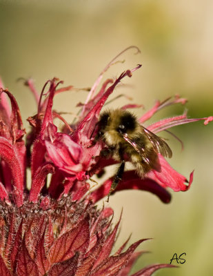 Bee-in-Bee-Balm.jpg