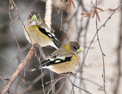 Female-Evening-Grosbeaks.jpg