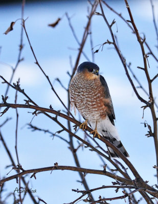 Sharp Shinned Hawk March252013.jpg