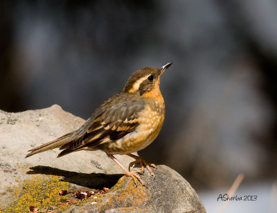 Varied-Thrush-Apr-14-2013.jpg