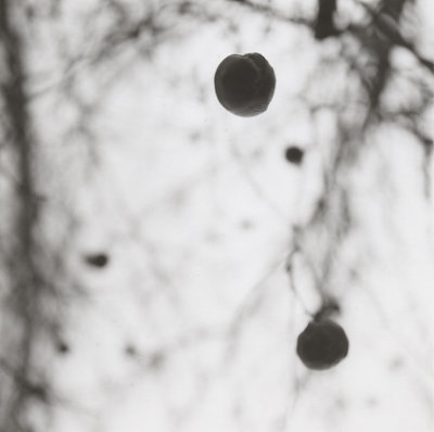 falling-apple.jpg