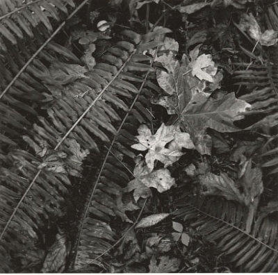 forest-floor-3-ww.jpg