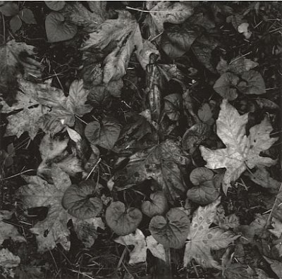 forest-floor-4-ww.jpg