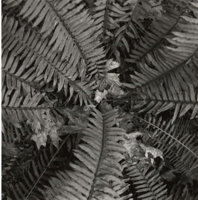 forest-floor-5-ww.jpg