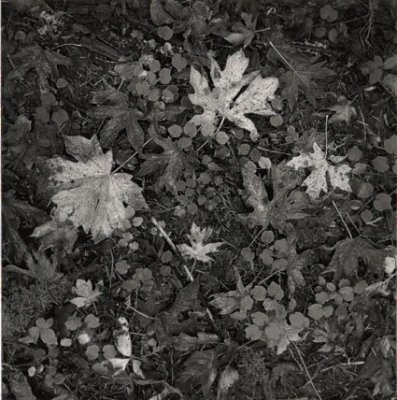 forest-floor-8-ww.jpg