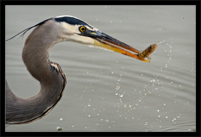 Great Blue Heron: Fresh Catch