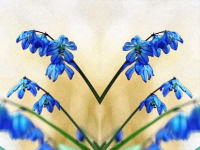 ScillaEdges copy.jpg