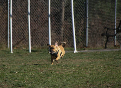 Rosco's Day at the Dog Park