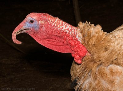 Thomas in Mid-Gobble by Warren Sarle