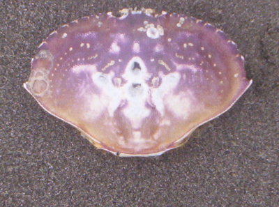 100_9264.JPG