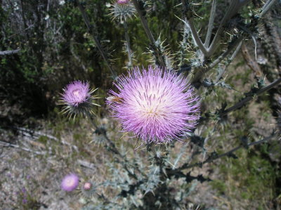 Picture 389.jpg