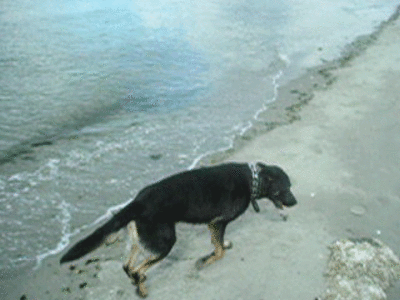 gbeach.gif